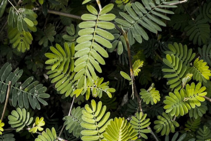 Oficina de formação – Distinção e Evolução das Plantas